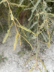 Sophora godleyi
