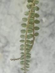 Sophora godleyi