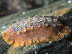 Notoplax violacea