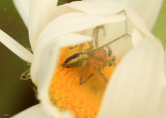 Cheiracanthium erraticum