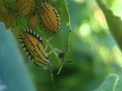 Piezosternum calidum