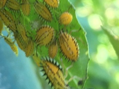 Piezosternum calidum