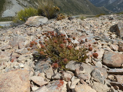 Acaena glabra