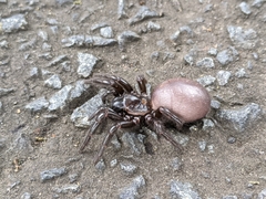 Hadronyche venenata