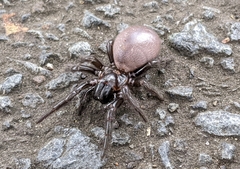 Hadronyche venenata