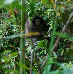 Trachypithecus phayrei