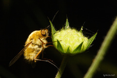 Bombylius fulvescens
