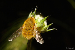 Bombylius fulvescens