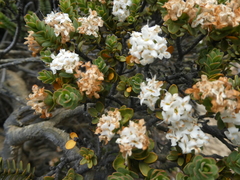 Pimelea traversii traversii
