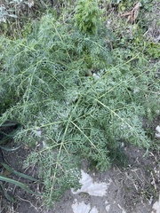 Ferula communis