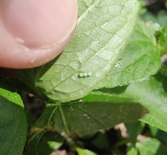 Hypolimnas bolina nerina