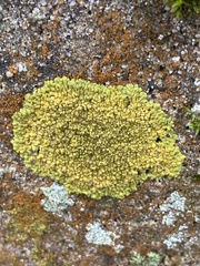 Variospora flavescens