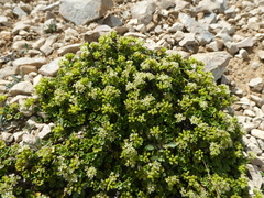 Azorella hydrocotyloides