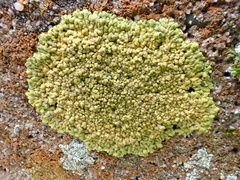 Variospora flavescens