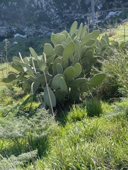 Opuntia ficus-indica