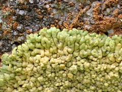 Variospora flavescens