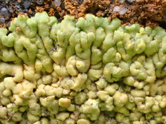 Variospora flavescens