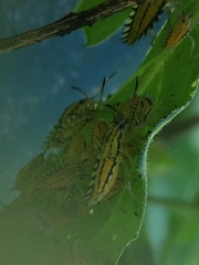 Piezosternum calidum