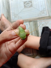 Dundubia
