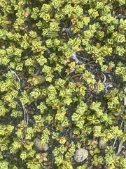 Pimelea microphylla