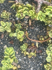 Pimelea microphylla
