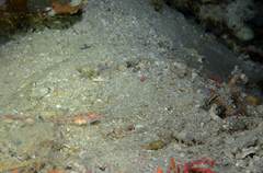 Vanneaugobius dollfusi