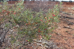 Dodonaea sinuolata acrodentata