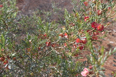 Dodonaea sinuolata acrodentata