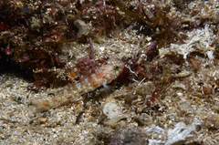 Vanneaugobius dollfusi