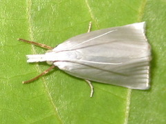 Pseudocatharylla simplex