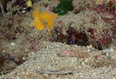 Vanneaugobius dollfusi