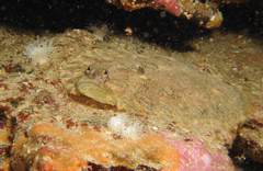 Zeugopterus punctatus