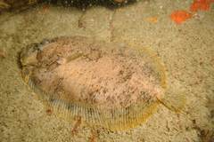 Zeugopterus punctatus