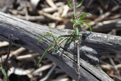 Solanum ferocissimum