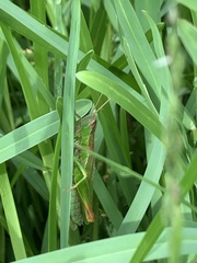 Aiolopus thalassinus