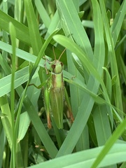 Aiolopus thalassinus