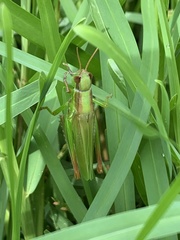 Aiolopus thalassinus