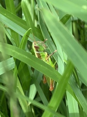 Aiolopus thalassinus