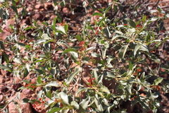 Dodonaea petiolaris