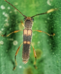 Thranius bimaculatus