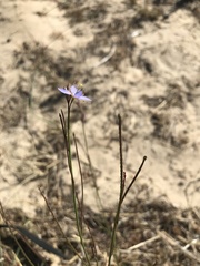 Heliophila adpressa