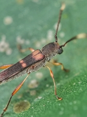 Thranius bimaculatus