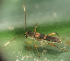 Thranius bimaculatus