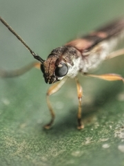 Thranius bimaculatus