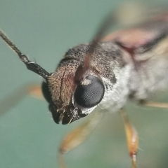 Thranius bimaculatus