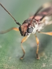 Thranius bimaculatus