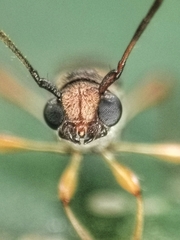 Thranius bimaculatus
