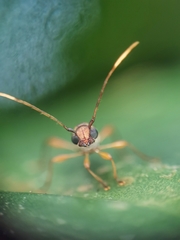 Thranius bimaculatus