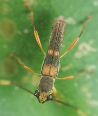 Thranius bimaculatus