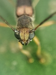 Thranius bimaculatus